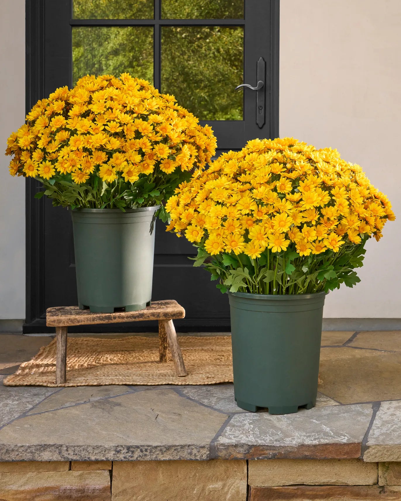 💥Last Day Each Only $2.99- Artificial Outdoor Sunset Mums Flowers - UV resistant, Waterproof, Windproof